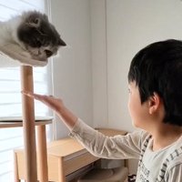 猫に手を差し出す男の子