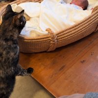 寝ている赤ちゃんをのぞく猫