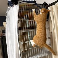 猫たち