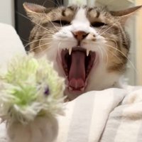 前脚にオモチャを乗せあくびする猫