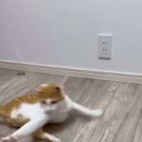 俊敏に動く善くん