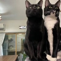 室内にいる猫たち