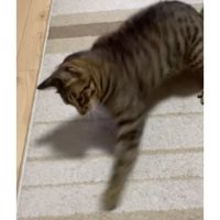 猫パンチしている猫