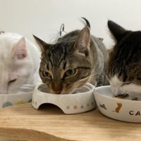 ご飯を食べている猫たち