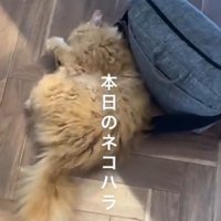 飼い主のバッグで遊ぶ猫
