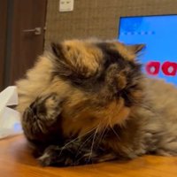 頬杖をつくように右手を顔の横へあげている猫