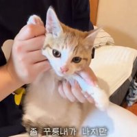 抱えられる子猫
