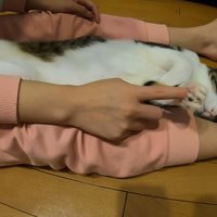手の肉球をつつかれている猫