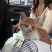 車にのっている子猫