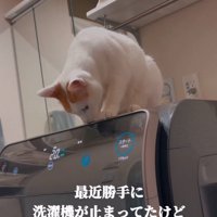 洗濯機に乗る猫
