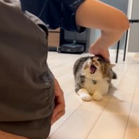 大きく口を開ける猫