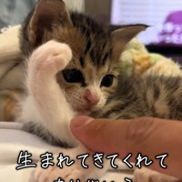 前足を上げて寝そべる子猫
