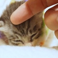 目を閉じた姿&なでなで