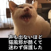 鳴いている子猫