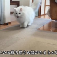 テロップ「このお持ち帰りの顔が～」