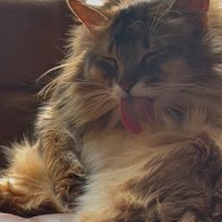 舌を出すなーさん