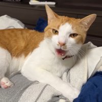 声を上げるチップくん