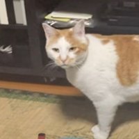 正面を向く猫