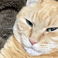 ドヤ顔の茶トラ