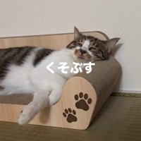 爪とぎソファに横になる猫
