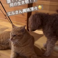猫を警戒する犬