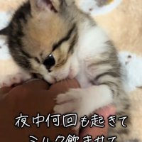 人の手にじゃれる子猫