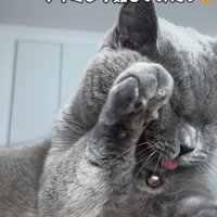 「タイミング難しいみたい」のテロップ写真1