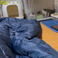 ケージの中で水を飲む子猫