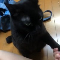 お手をする黒猫