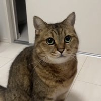 カメラ目線の猫の写真