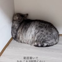 壁の角に顔を押し付けている猫（引き）