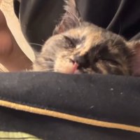 膝の上でくつろぐ猫