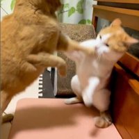 取っ組み合いをしている猫