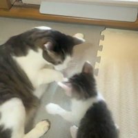 向かい合う先住猫と子猫