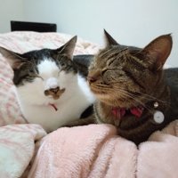 目を細める2匹の猫