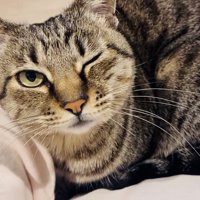 ママの膝の上でくつろぐキジトラ猫