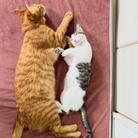 向かい合って寝る猫