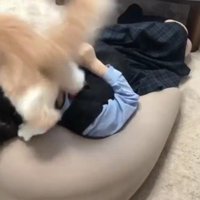 猫じゃらしで遊ぶ女の子と猫