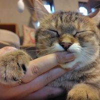 指をしゃぶる猫
