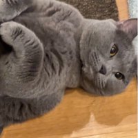 床で寝ている猫