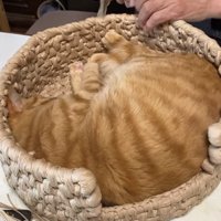 カメラに背中を向けて猫ちぐらの中でくつろぐ猫