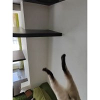 落ちている猫