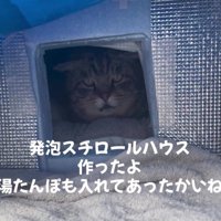 発泡スチロールハウスの中の猫