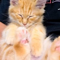 寝ている子猫