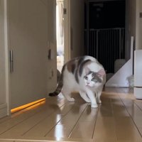 上を見る猫