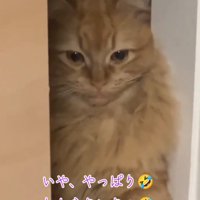 下を向く猫