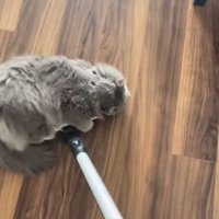 掃除機のヘッドの上で伏せる猫