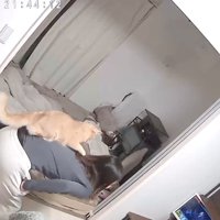 前屈みになっている飼い主の背中に乗っている猫