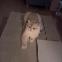 飼い主の帰りを待っていた猫