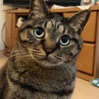 穏やかな表情で上を見上げているキジトラ猫